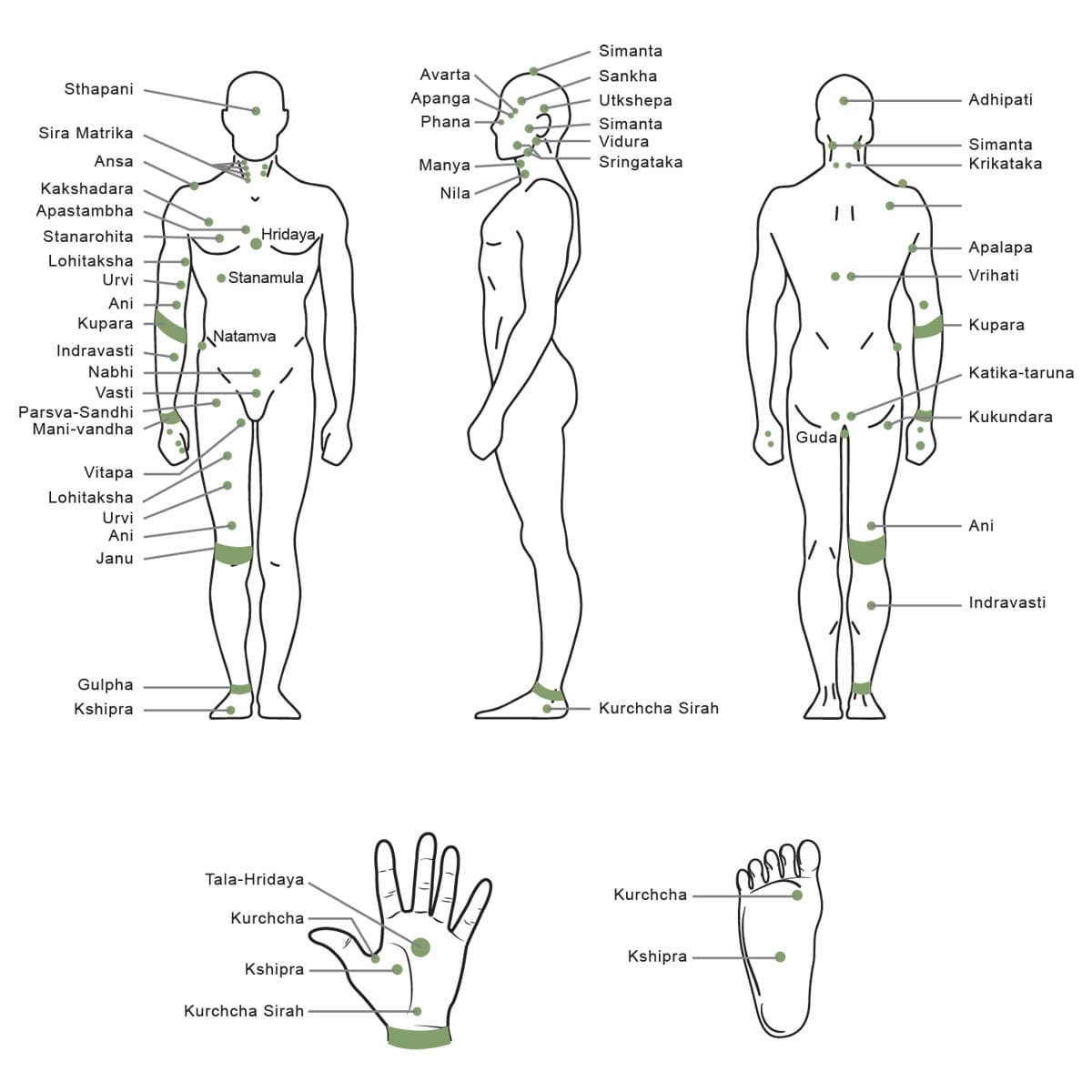 Esquema con los puntos Marmas de Ayurveda